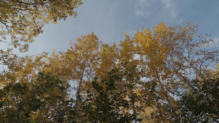 The wind blows trees with leaves in fall colors