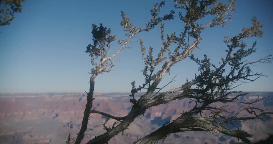 A tree with small leaves on the top of a vast canyon during the day