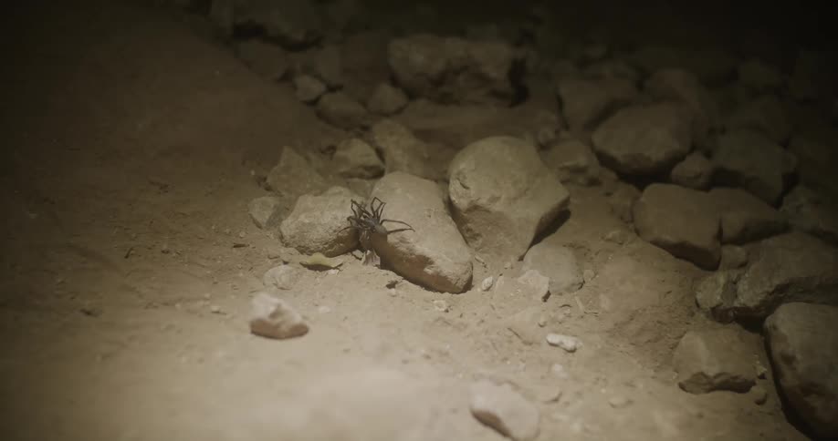 Close up view of a spider crawling on rocks is displayed