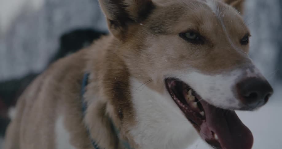 A dog standing in the snow with another tongue hanging out panting