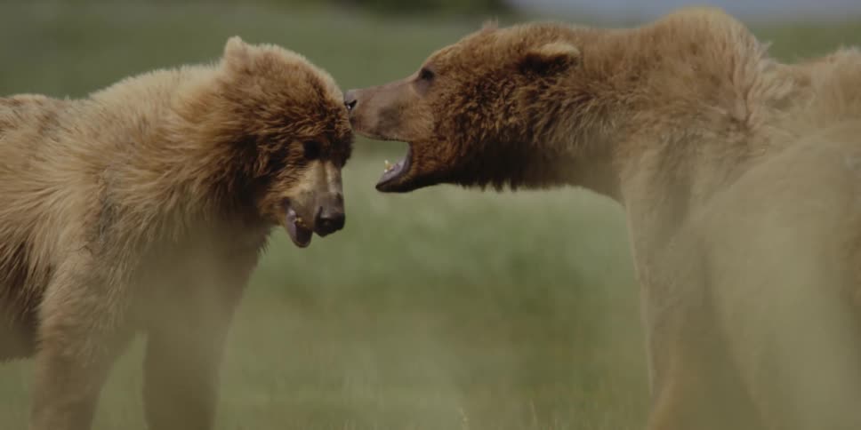 Two bears growl at each other