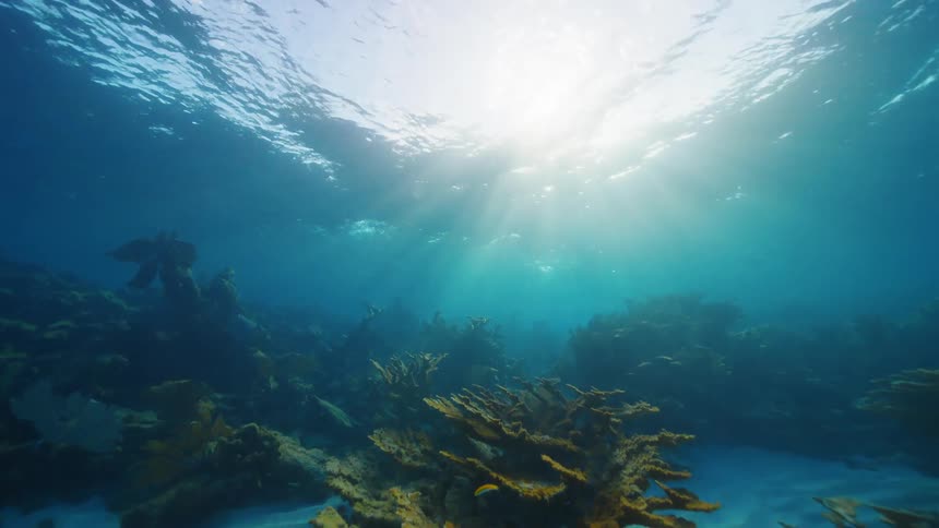 A view of the ocean underwater