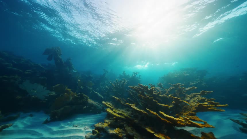 Fish are swimming near the bottom of the ocean