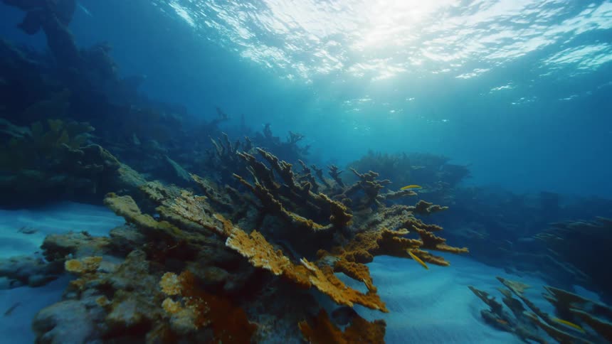 Fish are swimming underwater near coral reefs