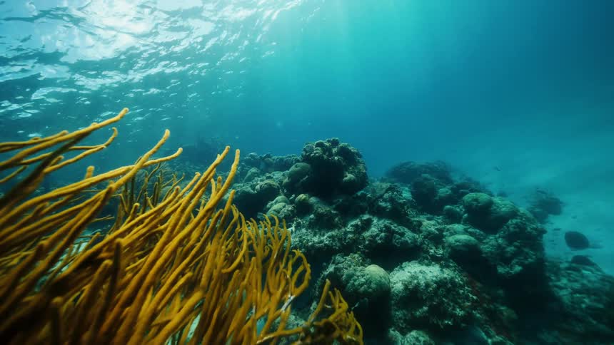 Fish swim around a colorful coral reef