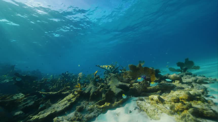 Several fish swimming by a coral reef on the seabed that is illuminated by sun rays