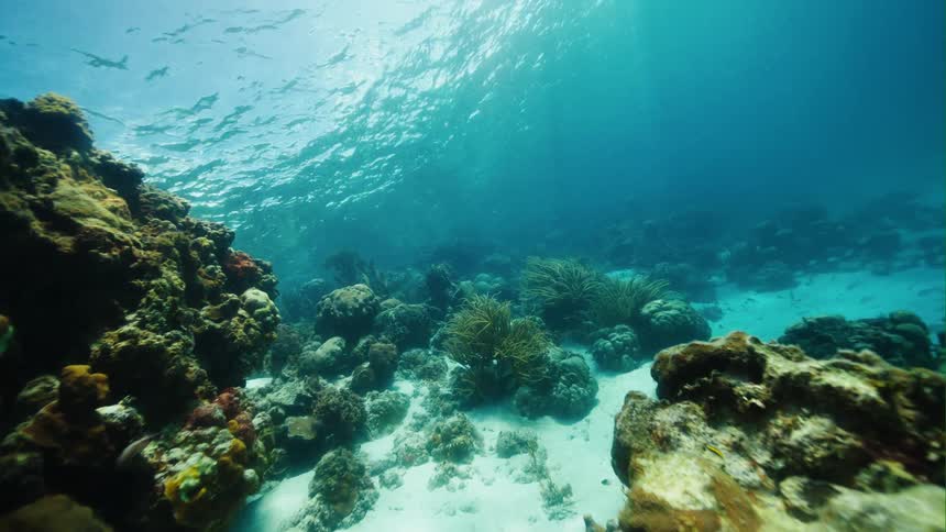 Vegetation and coral on the sea floor during the day