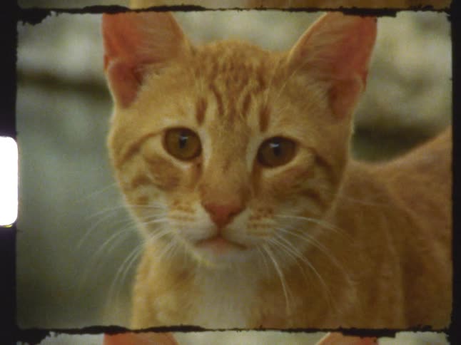 A tabby cat is walking near flowers