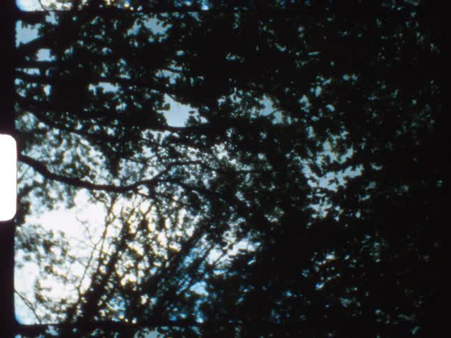 The branches of tall trees intertwine in the woods
