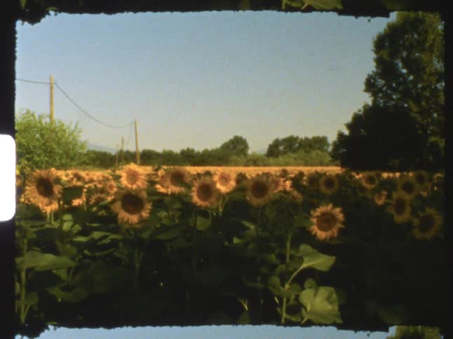 View of sunflower field with utility poles