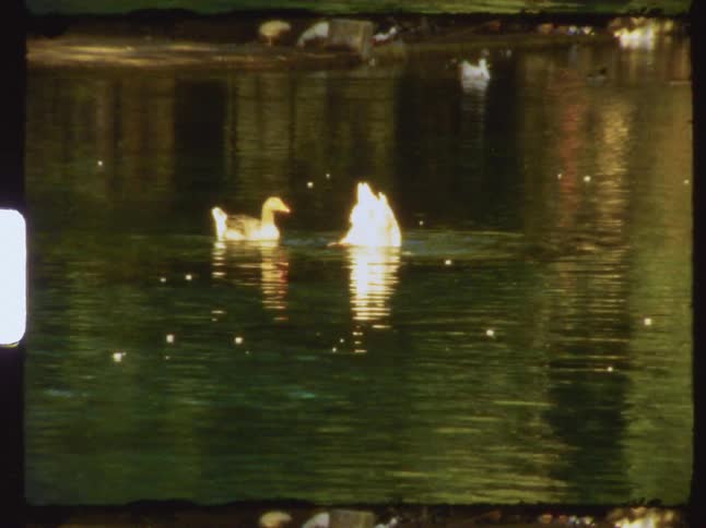 Swans are swimming on a lake and one dives for fish