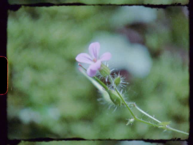 A wildflower has bloomed in a field