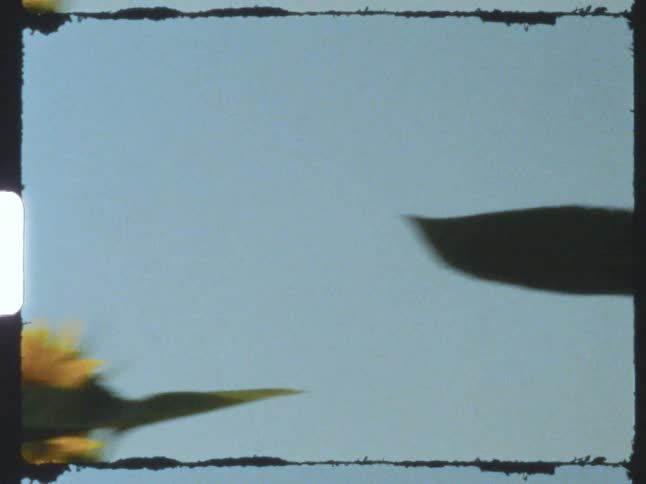 Close up of large sunflower plants