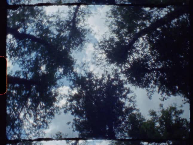 Tall trees are silhouetted against a cloudy sky