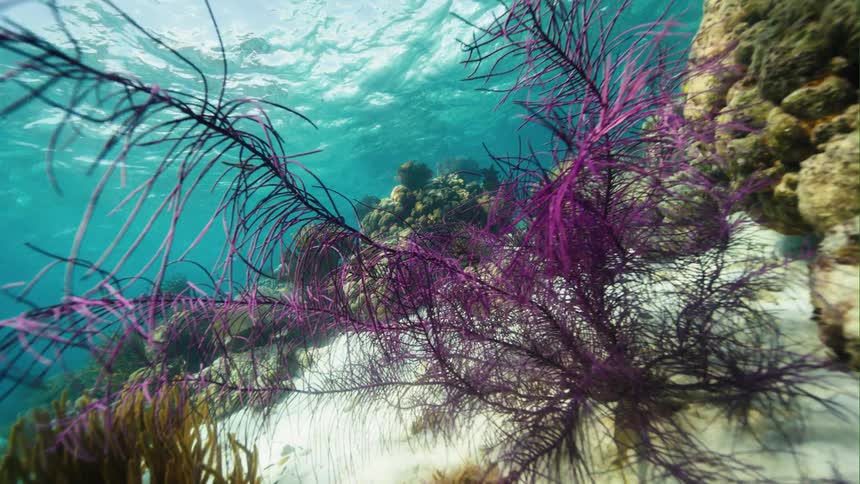 Sun shines down through the water onto a coral reef
