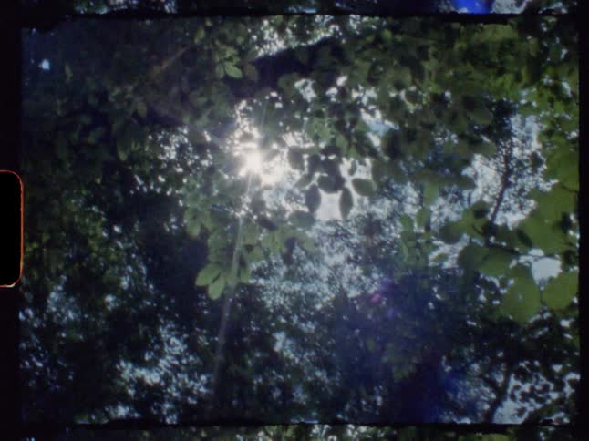 The sun is shining down through the tops of trees