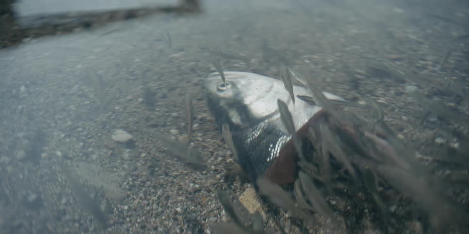 Small fish feed off of a cut off head of a larger fish in a river