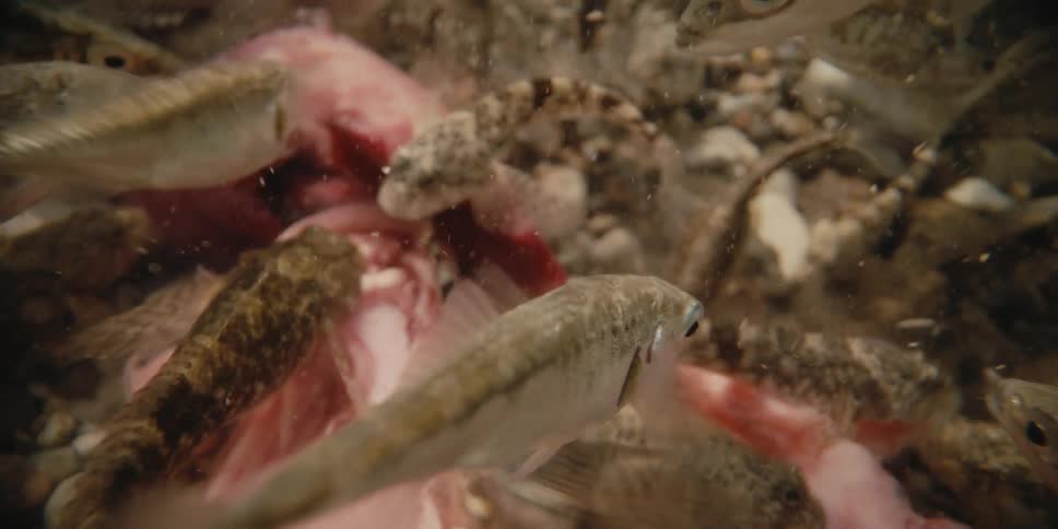 A school of fish eat the meat