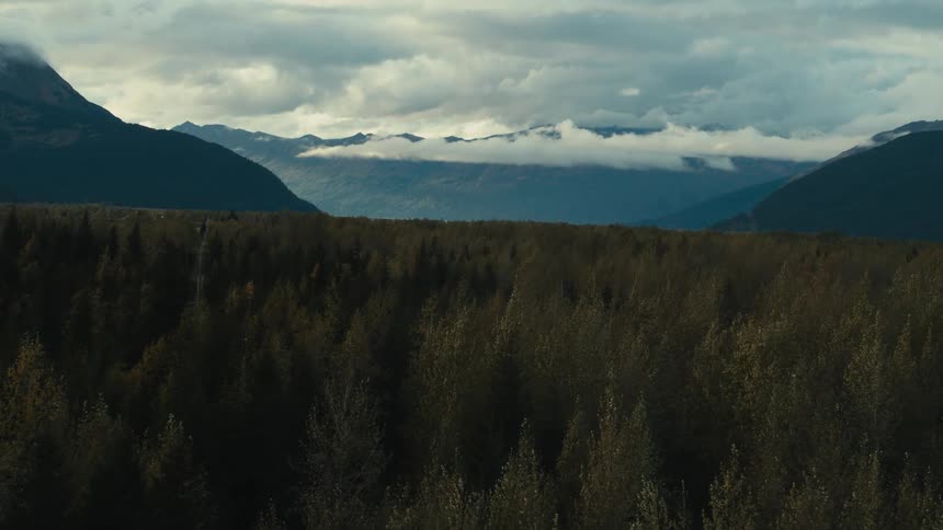 The trees of a forest in a mountain valley sway in the wind on a cloudy day
