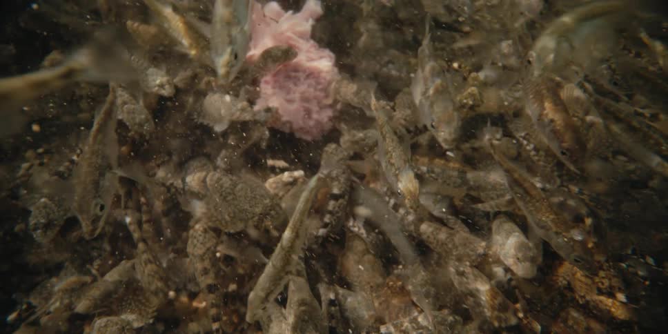 A view of fish swimming outdoors