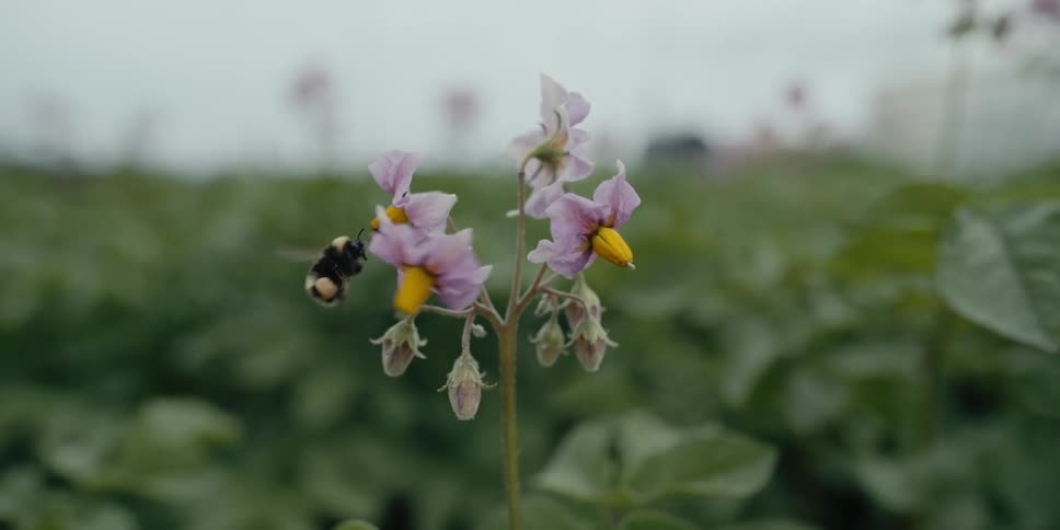A bumblebee is flying around flowers pollinating
