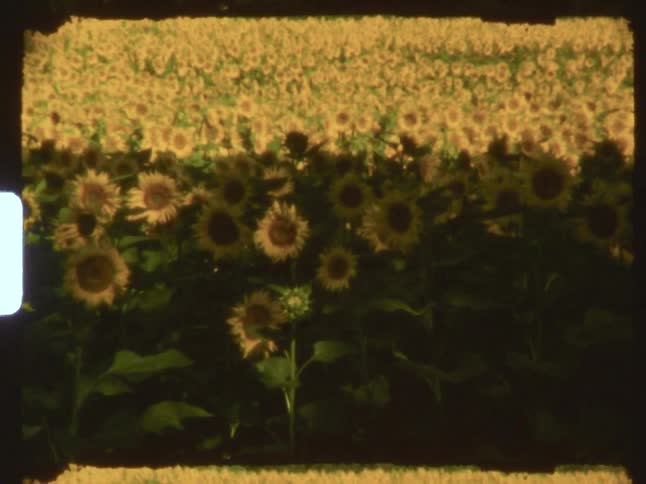 The farmland is filled with sunflowers