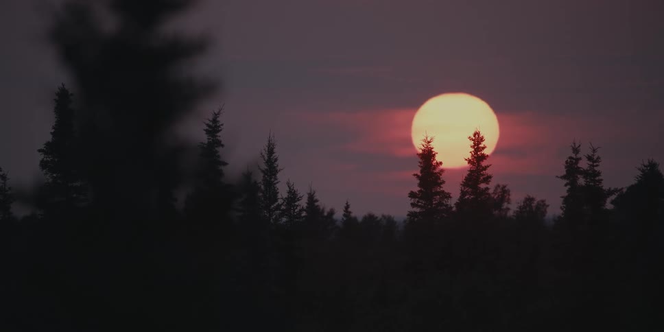 A huge sun is setting behind pine trees in a dark sky
