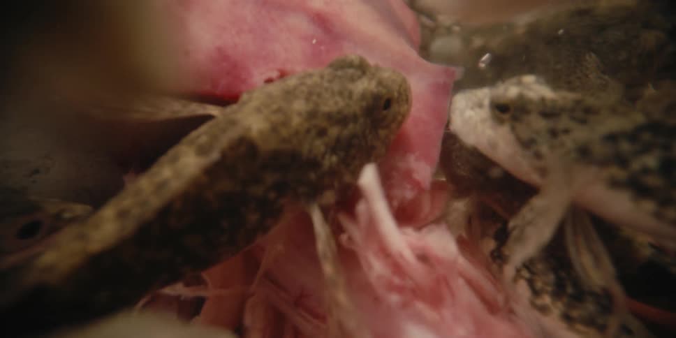 A bunch of fish feed off some meat