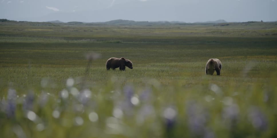 A pair of bears graze in a grassland during the day