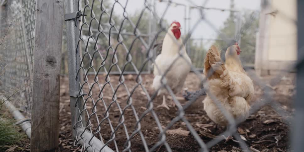 A pair of chickens behind a chain link fence outdoors during the day