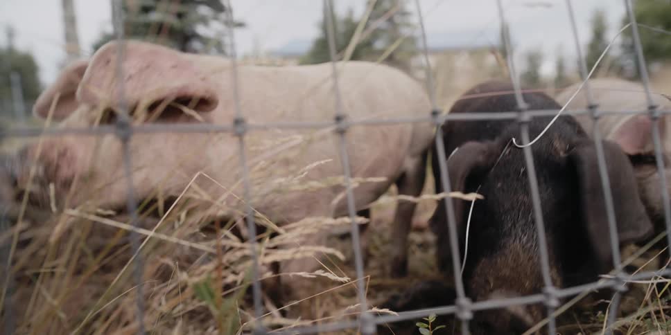 Herd of pigs root about near mesh fence
