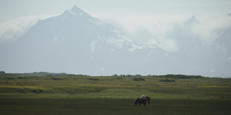 Two bears are in the wilderness in a grassland area