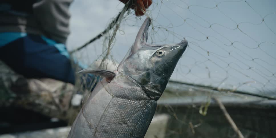 A fisherman pulls on a net holding a fish