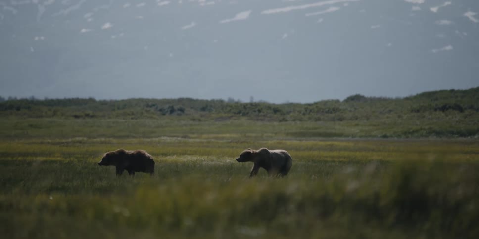 A pair of bears graze in a windy grassland during the day