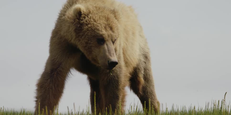 A brown bear is walking across the grass looking around and there is a blade of grass in its mouth