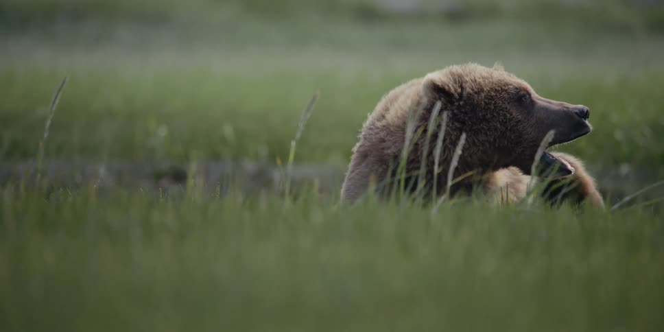 Grizzly bear lying down in field stands with a yawn