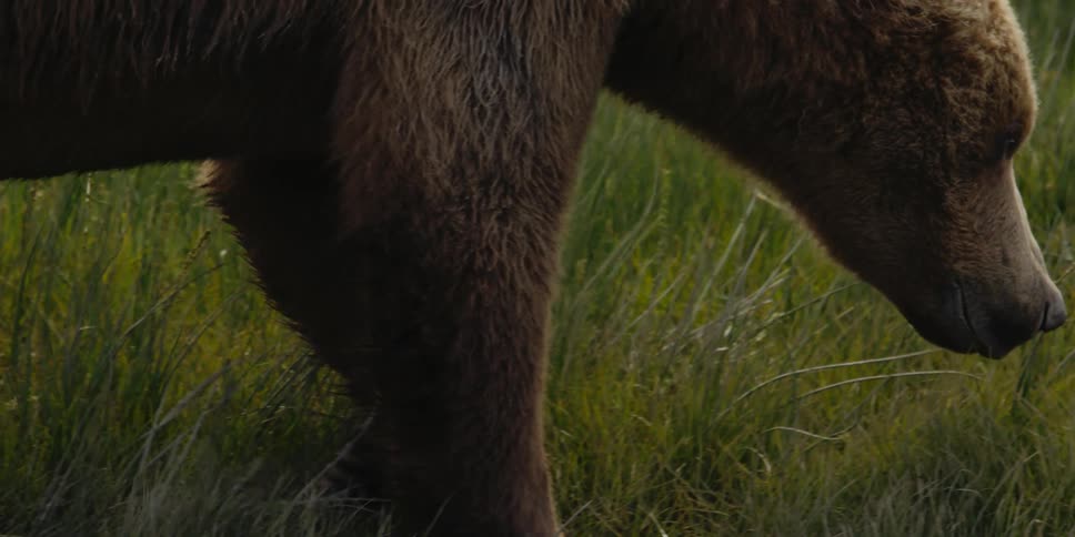 A large brown bear walks through tall grass