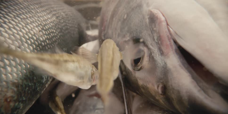 Small fish are feeding off of larger dead fish