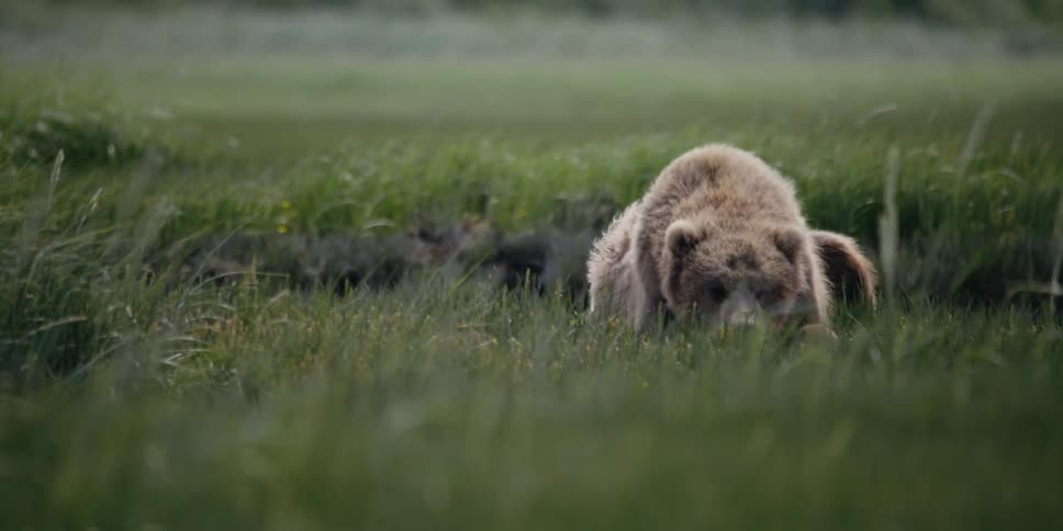 Brown bear laying on grass in a field on a windy day