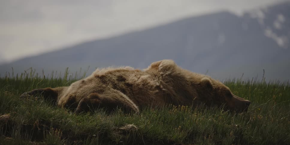 A bear takes a nap in the grass