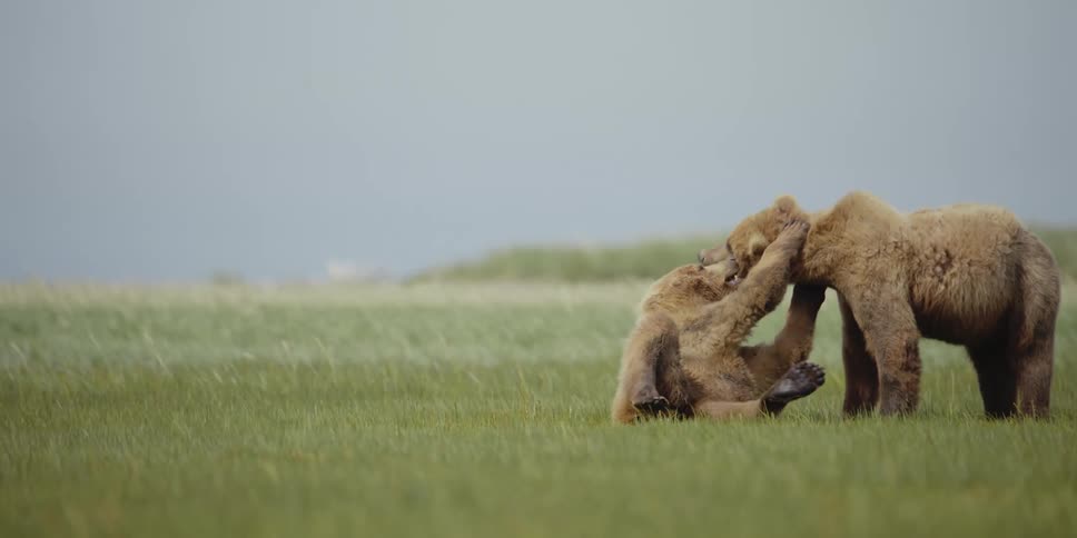 A pair of bears play together in a grassland on a cloudy day