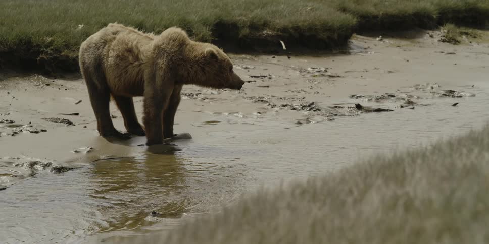 A bear drinks from a stream in a windy grassland during the day