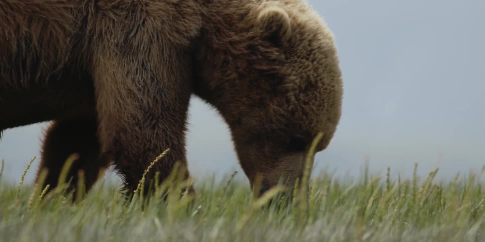 A brown bear is walking across a field and eating grass