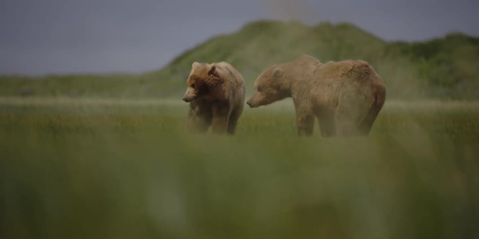 Two brown bears graze in a field