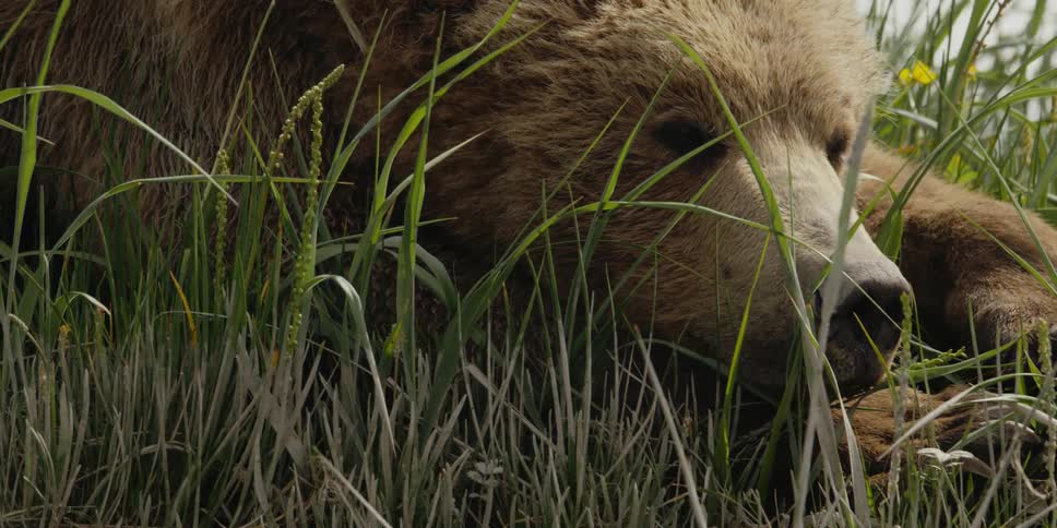 Grizzly bear rests among grass near yellow wildflower