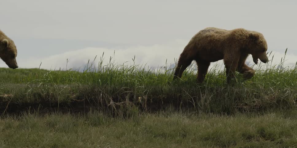 A pair of bears walk across a grassland during the day