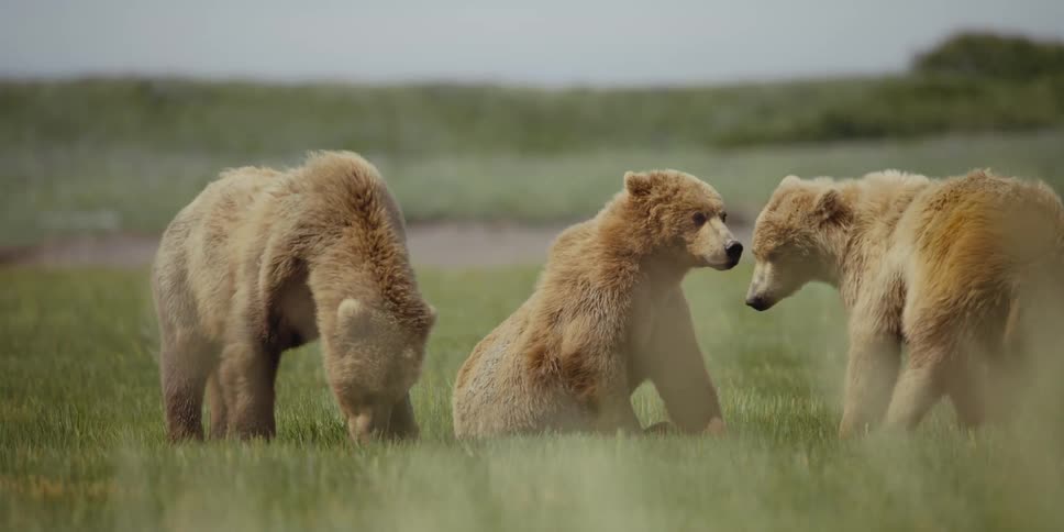 A group of bears play together in a grassland during the day