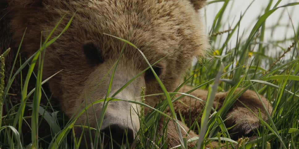 A brown bear puts its head down on its paws for a nap in the green grass