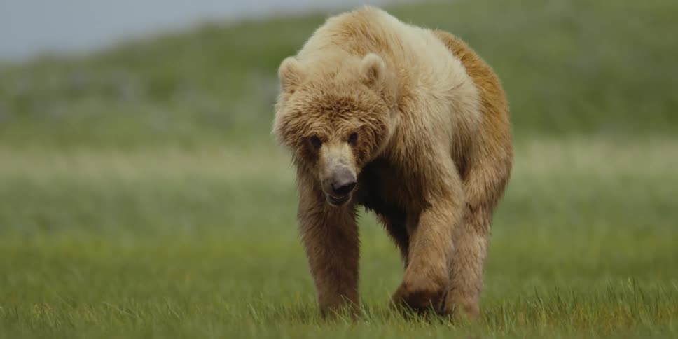 A brown bear walks through tall grass in a field
