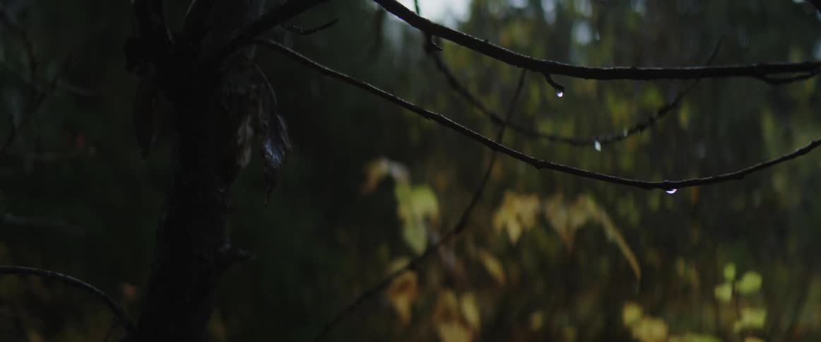 Water droplets hang from tree branches in the woods
